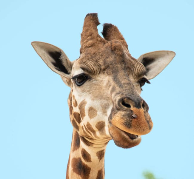 Wildlife park