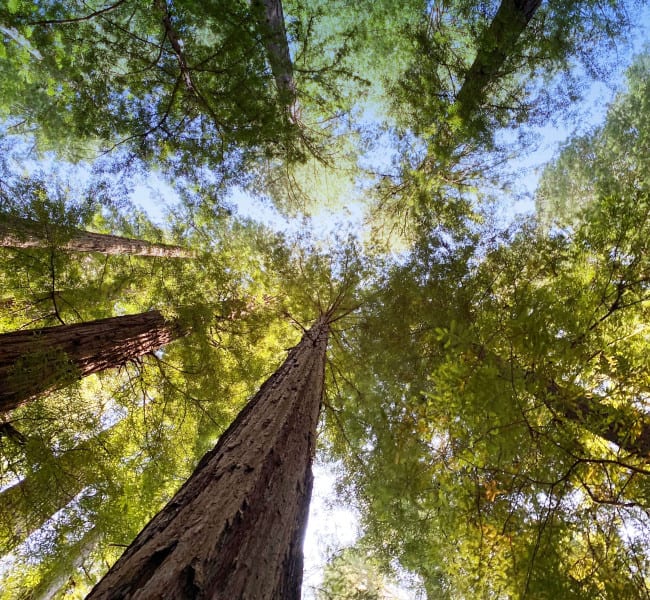 Trees